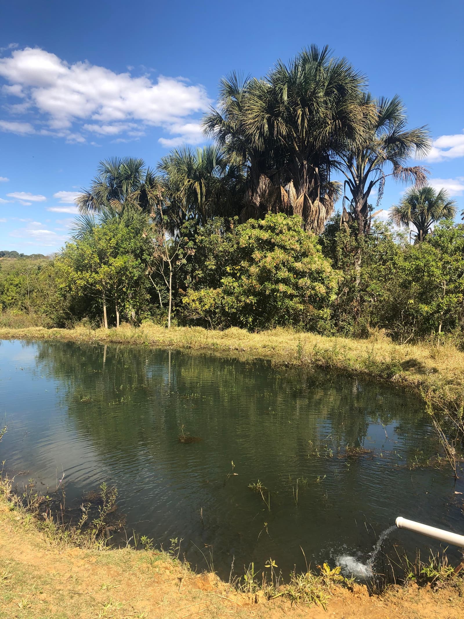 CHÁCARA EXPANSÃO URBANA 5KM DO CENTRO DE BELA VISTA - 3 ALQUEIRES E 35 LITROS